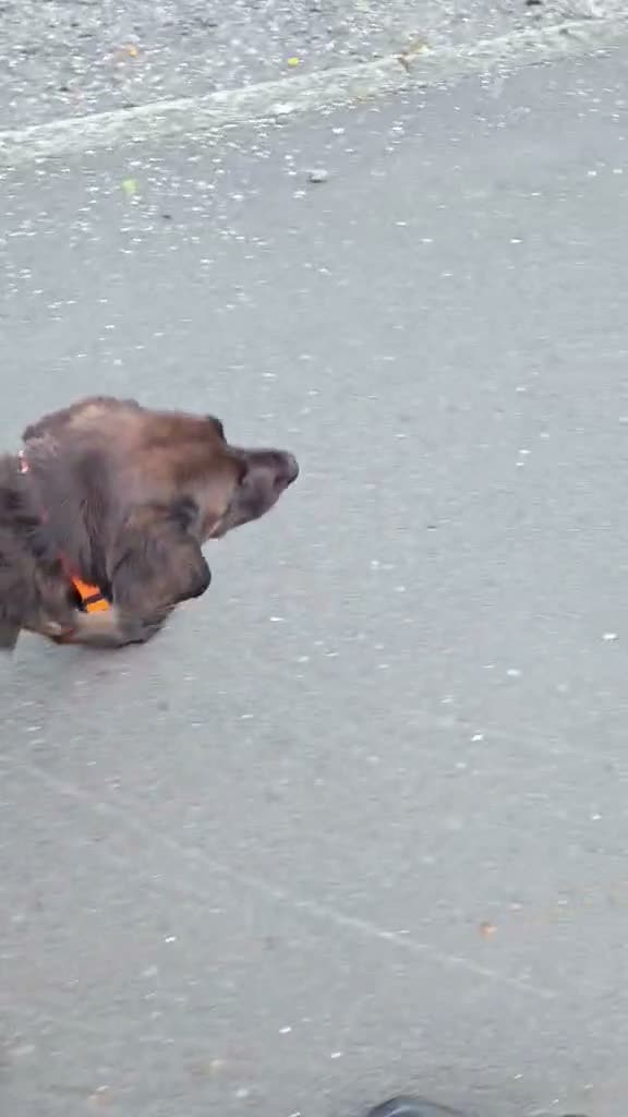Mixed Breed dogs for adoption: MAISIE –   4 Years Old, Mixed Breed Girl  in Stanley - Video 2