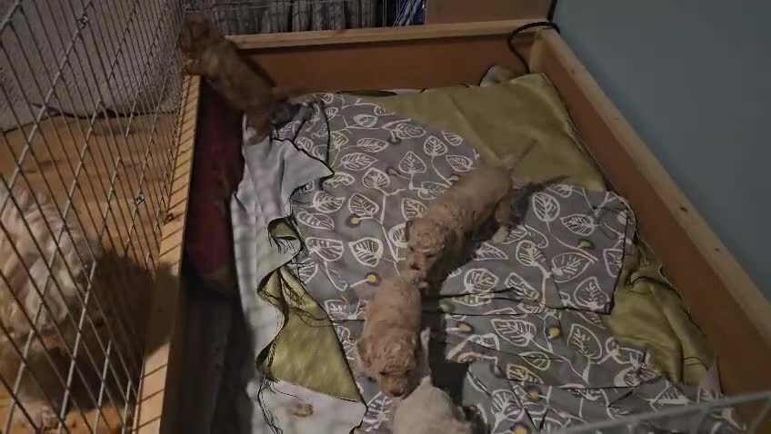 Cockapoo dogs for sale: Cockapoo puppies for sale - Video 1