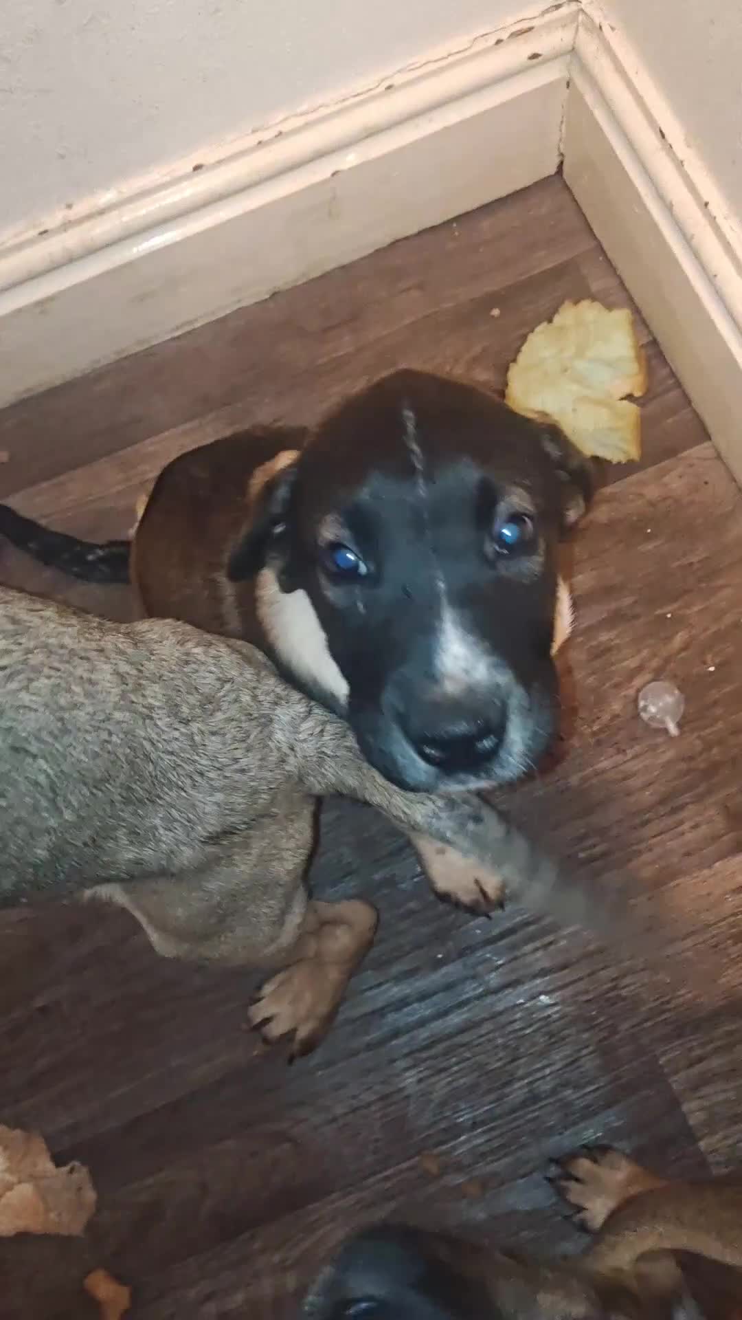 Mixed Breed dogs for sale: Belgium malinoi cross Caucasian sheperd  - Video 5