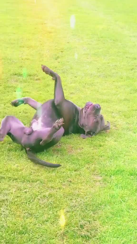 Cane Corso dogs for sale: Rehomeing cancorso urgent need rehoming 500£ - Video 1