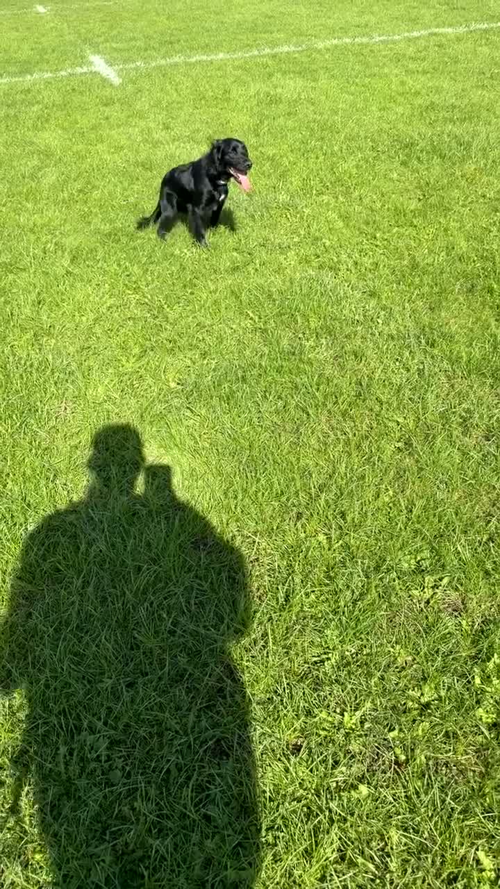 Sprocker dogs for sale: Sprocker spaniel  - Video 1