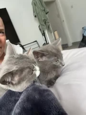 Mixed Breed cats for sale: 6 beautiful Persian Russian Blue mix tabby kittens - Video 5