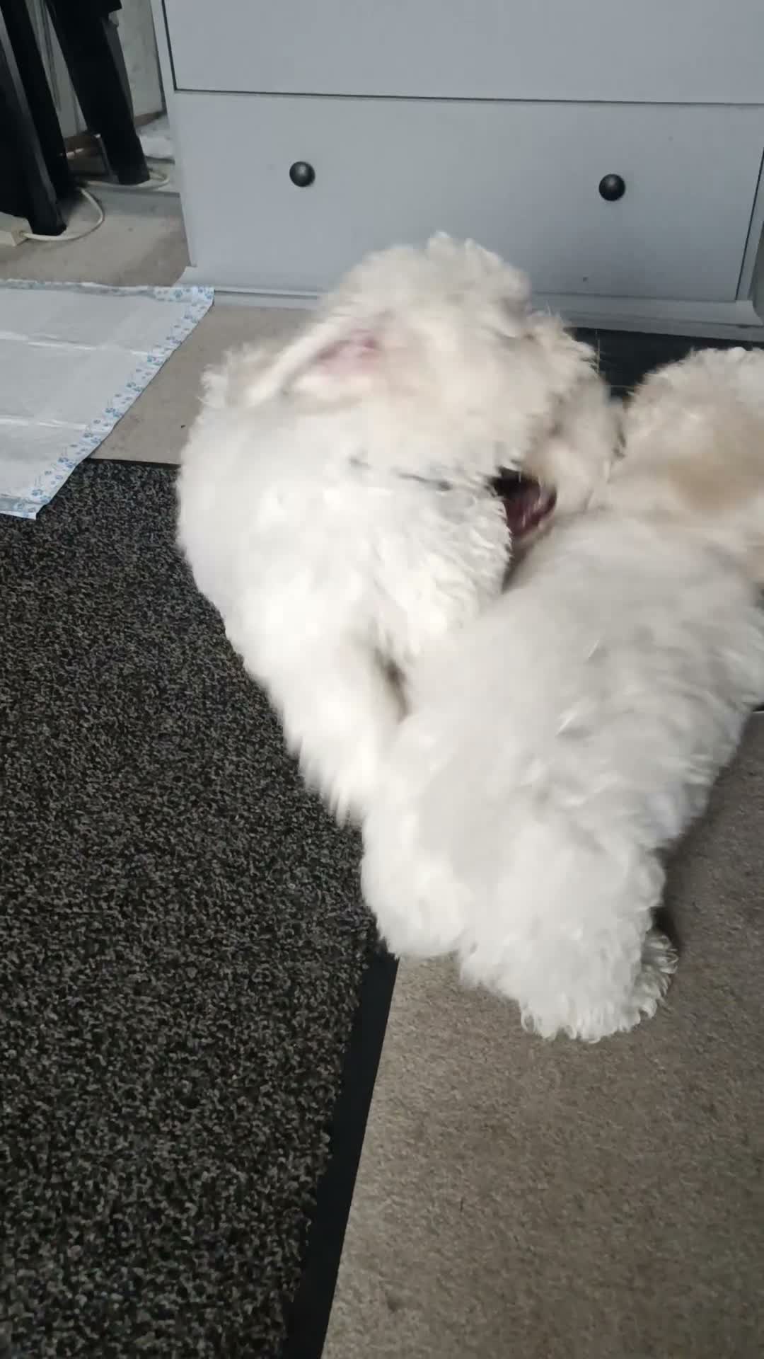 Bichon Frise dogs for sale: Bishon frise - Video 2