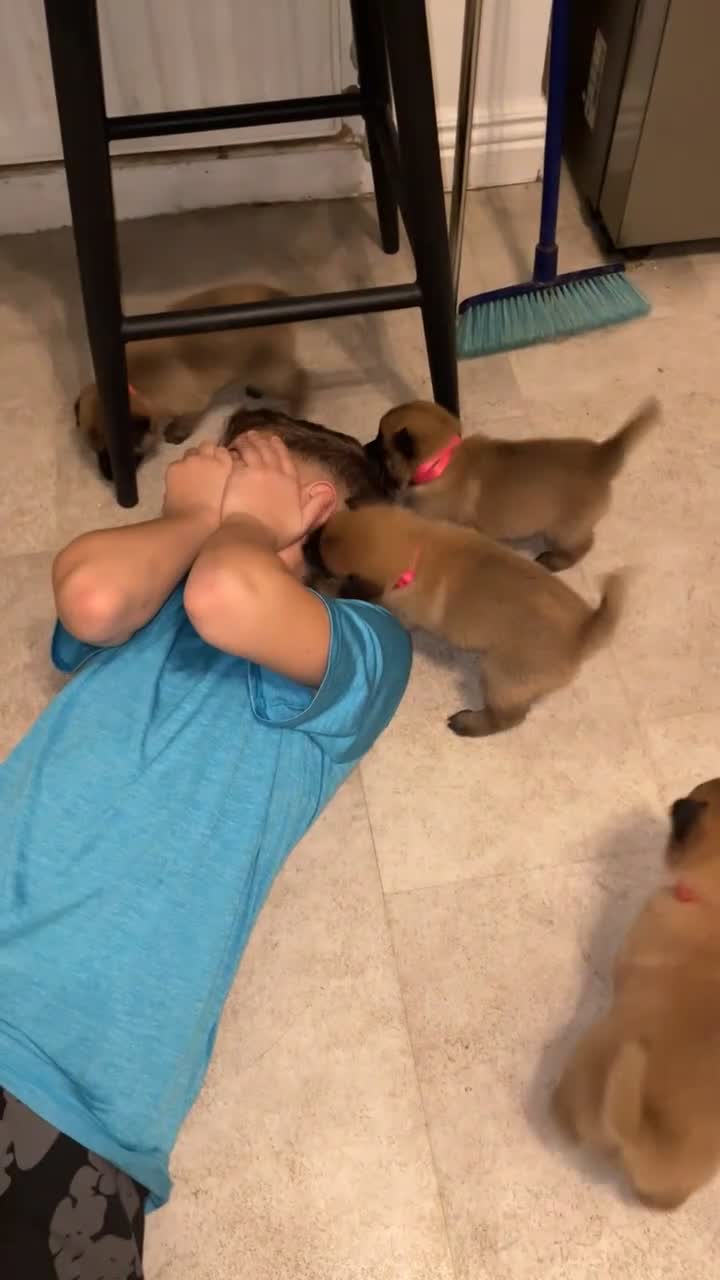 Mixed Breed dogs for sale: 🐶 chow chow x Belgian maliniois🐶 in Solihull - Video 2