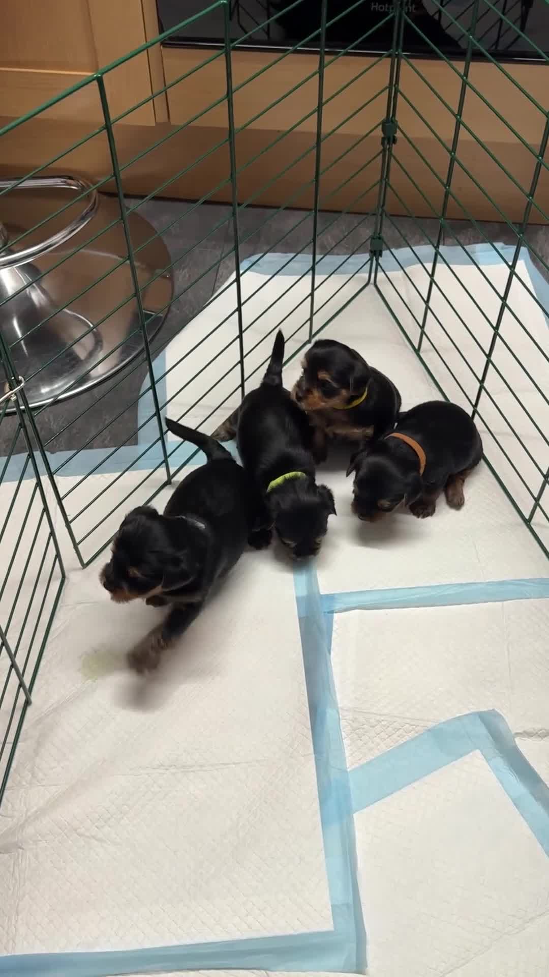 Yorkshire Terrier dogs for sale: Yorkshire Terrier Puppies Only 1 Boy Left !!!! - Video 3