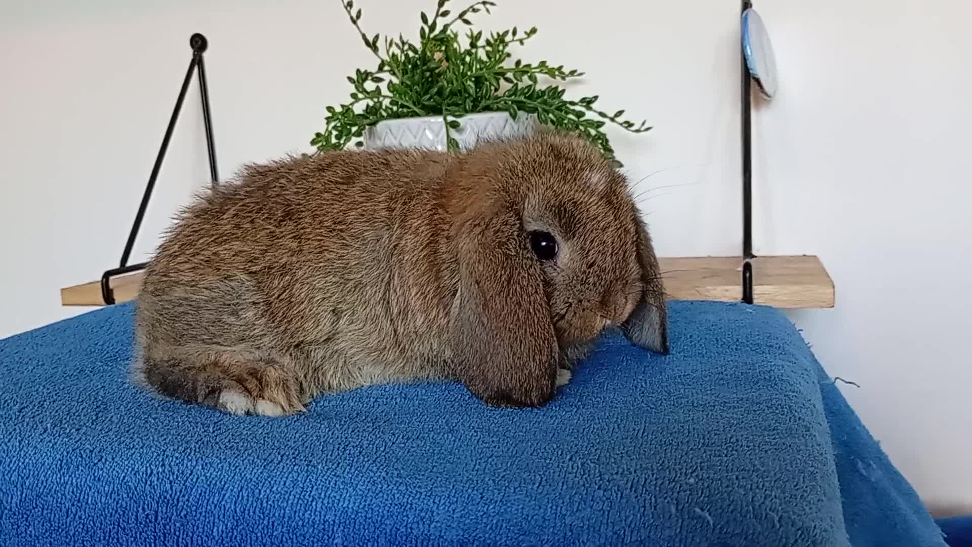 Mini Lop rabbits for sale: Beautiful Female mini lops  - Video 1