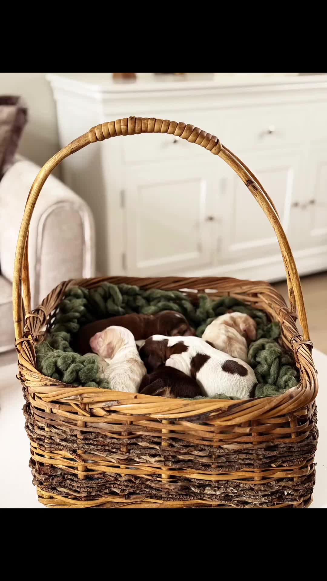 Cocker Spaniel dogs for sale: Show type cocker spaniels  - Video 1
