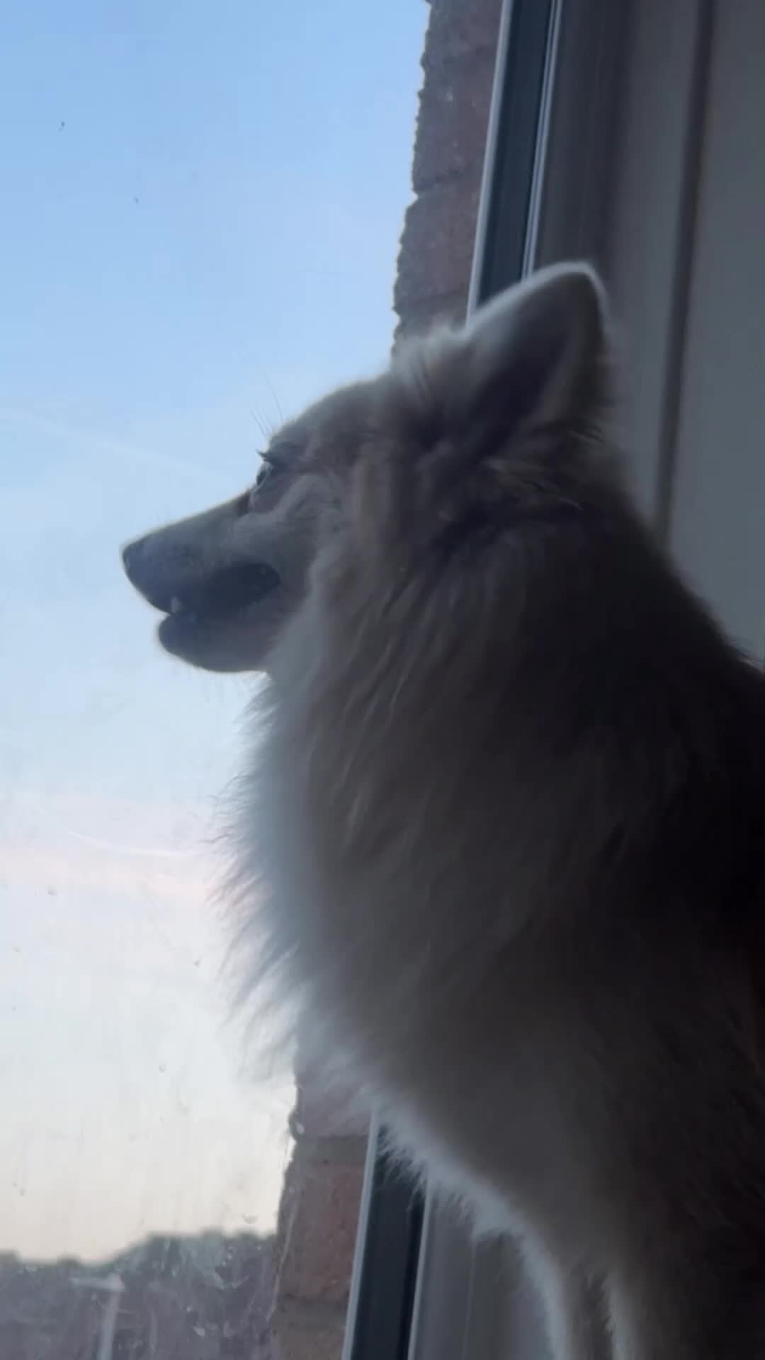 Mixed Breed dogs for sale: Milo(German Spitz & Pomeranian) - Video 3