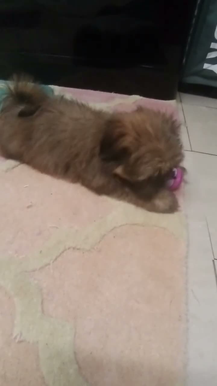 Shih Tzu dogs for sale: Shih  Tzu  girl  - Video 1