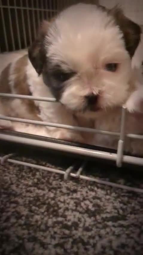 Shih Tzu dogs for sale: Shih Tzu puppies  - Video 1