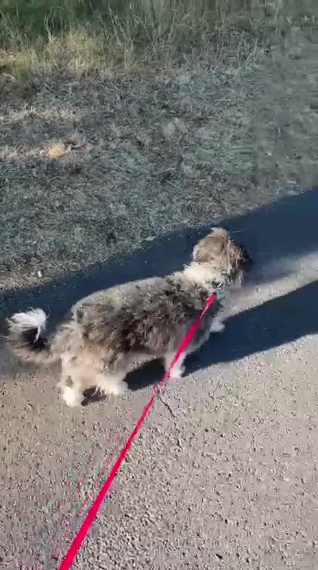 Poodle dogs for adoption: Poodle terrier mix Chips is ready for forever home in Bournemouth - Video 1