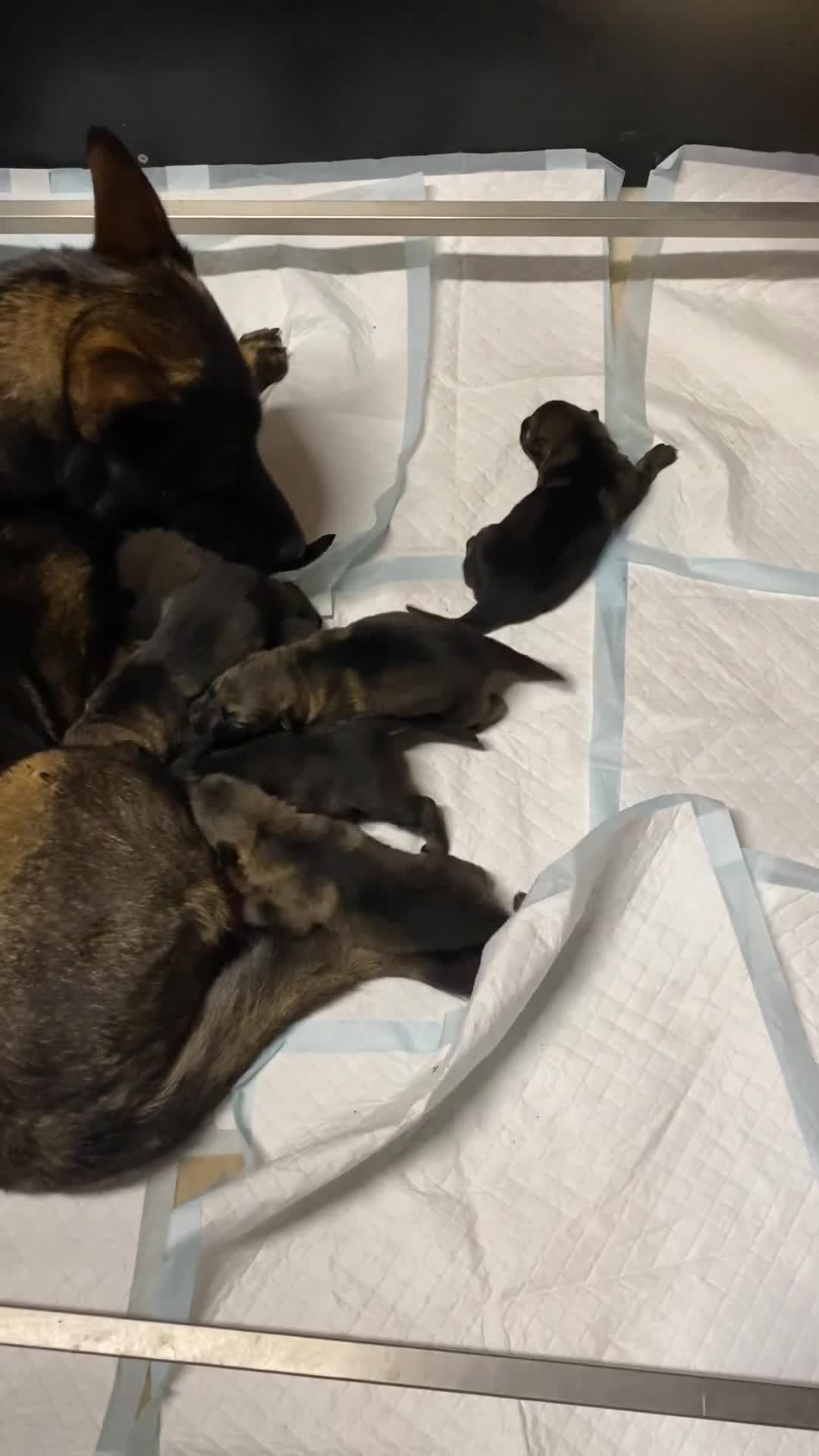 German Shepherd dogs for sale: 🐶Royal Kennel Club Straight Back GSD puppies🐶 - Video 1