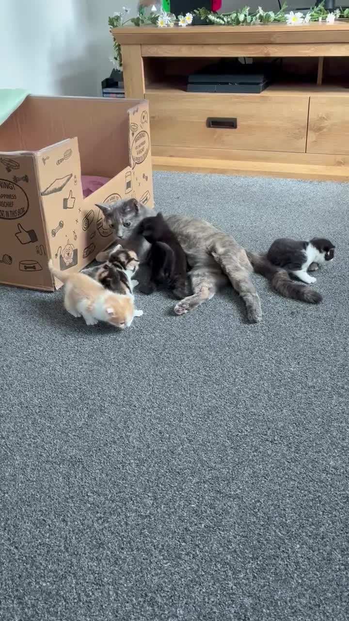 Mixed Breed cats for sale: Kittens for sale  - Video 2