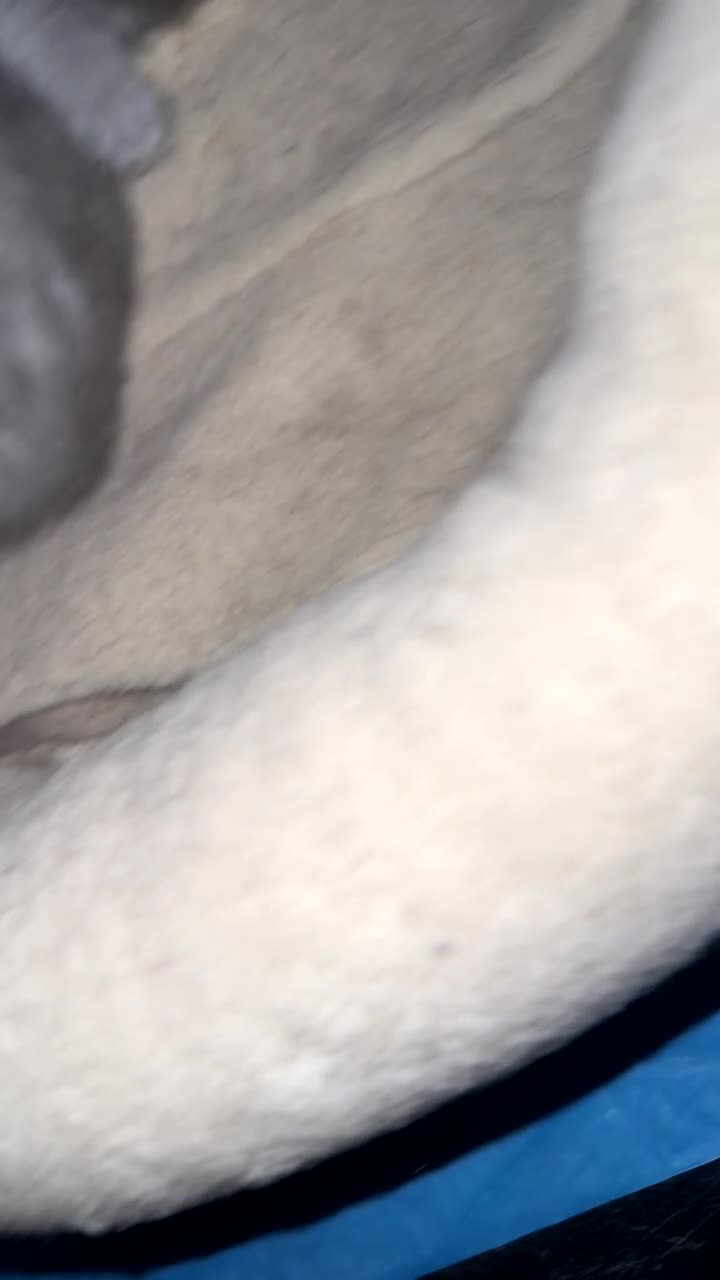 British Shorthair cats for sale: British short hair kittens  - Video 5