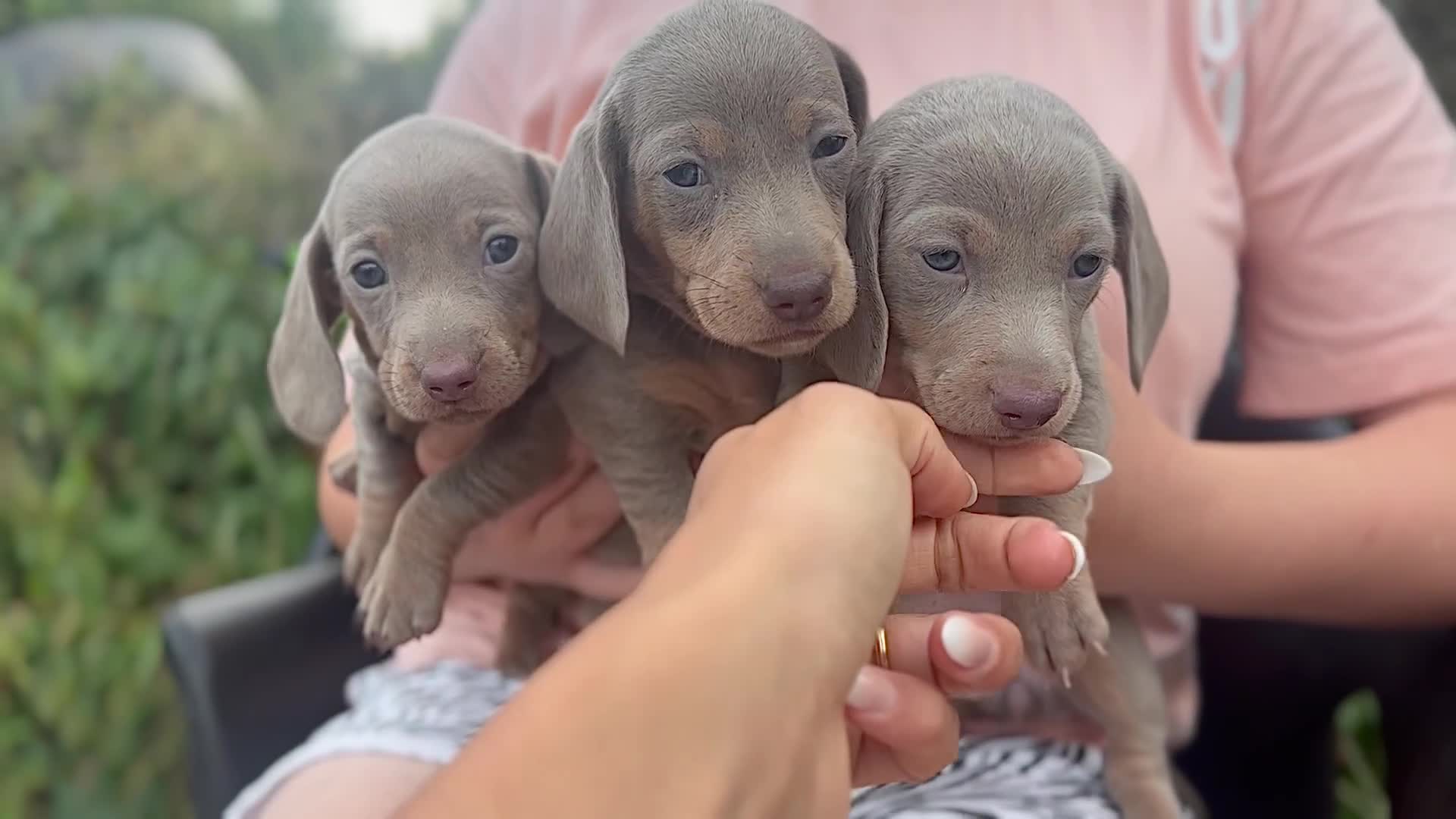 Dachshund dogs for sale: Beautiful dachshund puppies  - Video 5