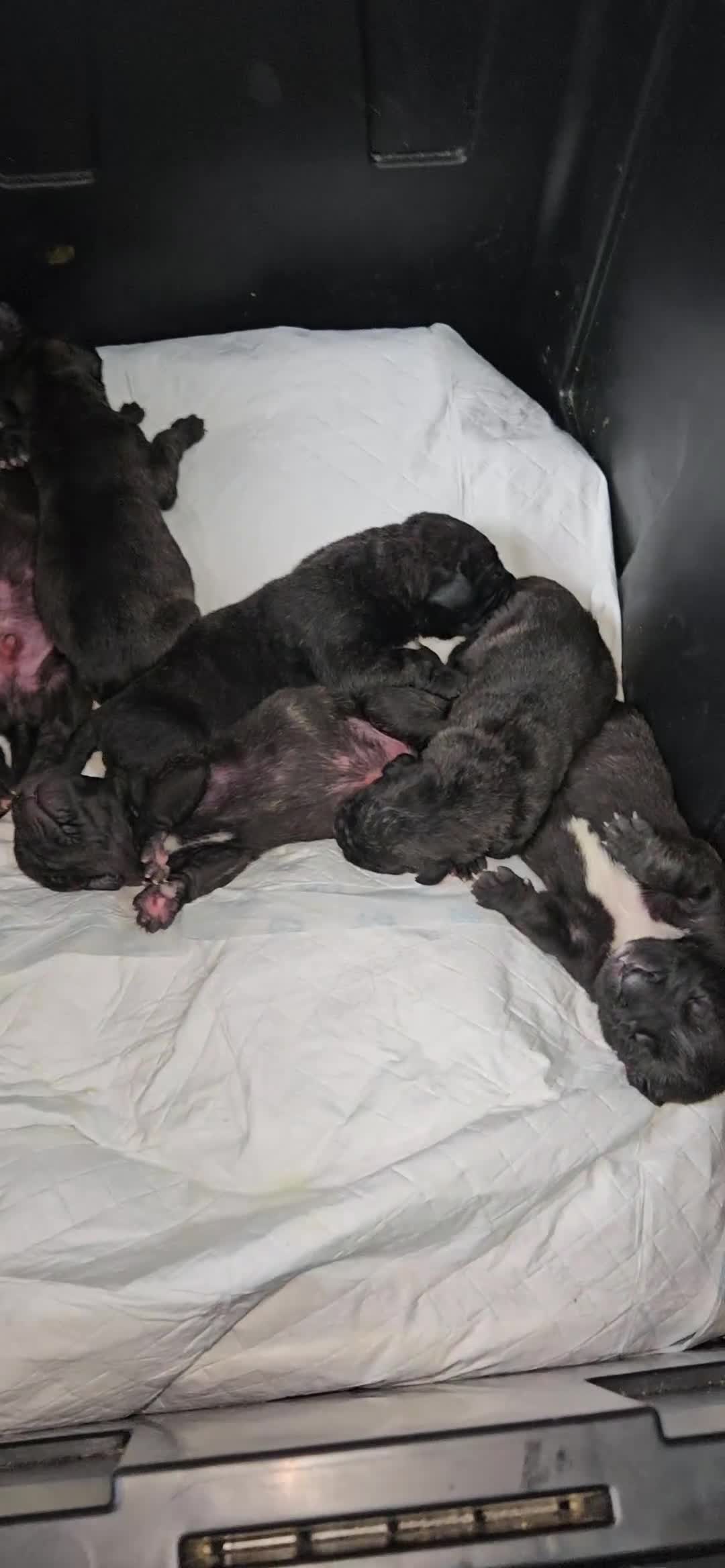 Cane Corso dogs for sale: Cane corsos  puppies  - Video 1
