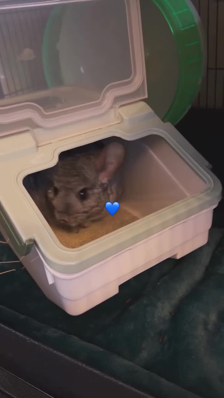Chinchilla rodents for sale: Female 8 month chinchilla with all equipment  - Video 1