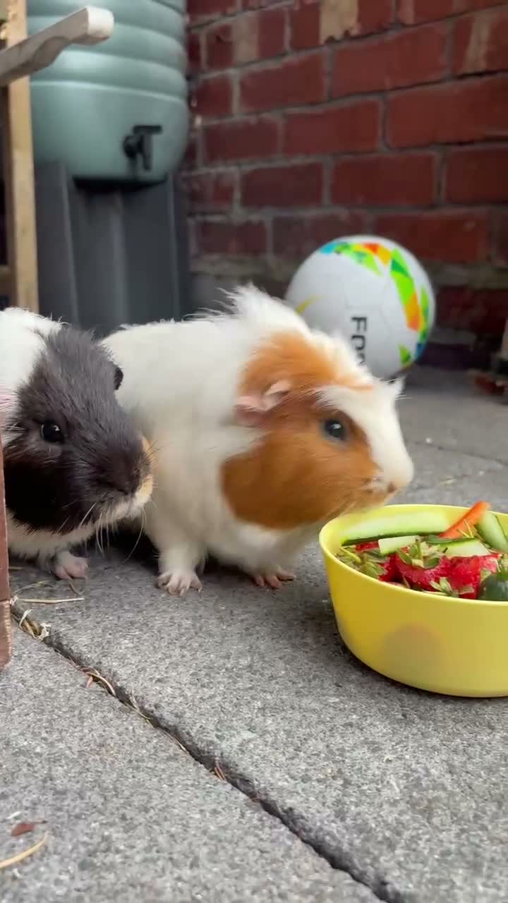 Guinea Pig rodents for sale: Two unneutered boars  in Shrewsbury - Video 1