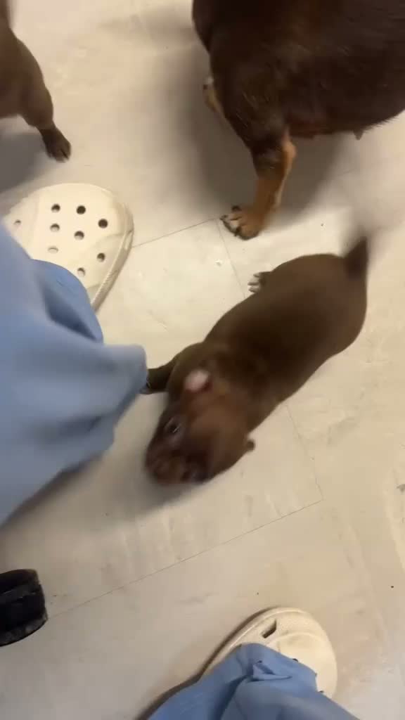 Chihuahua dogs for sale: Mrs McNally  - Video 1