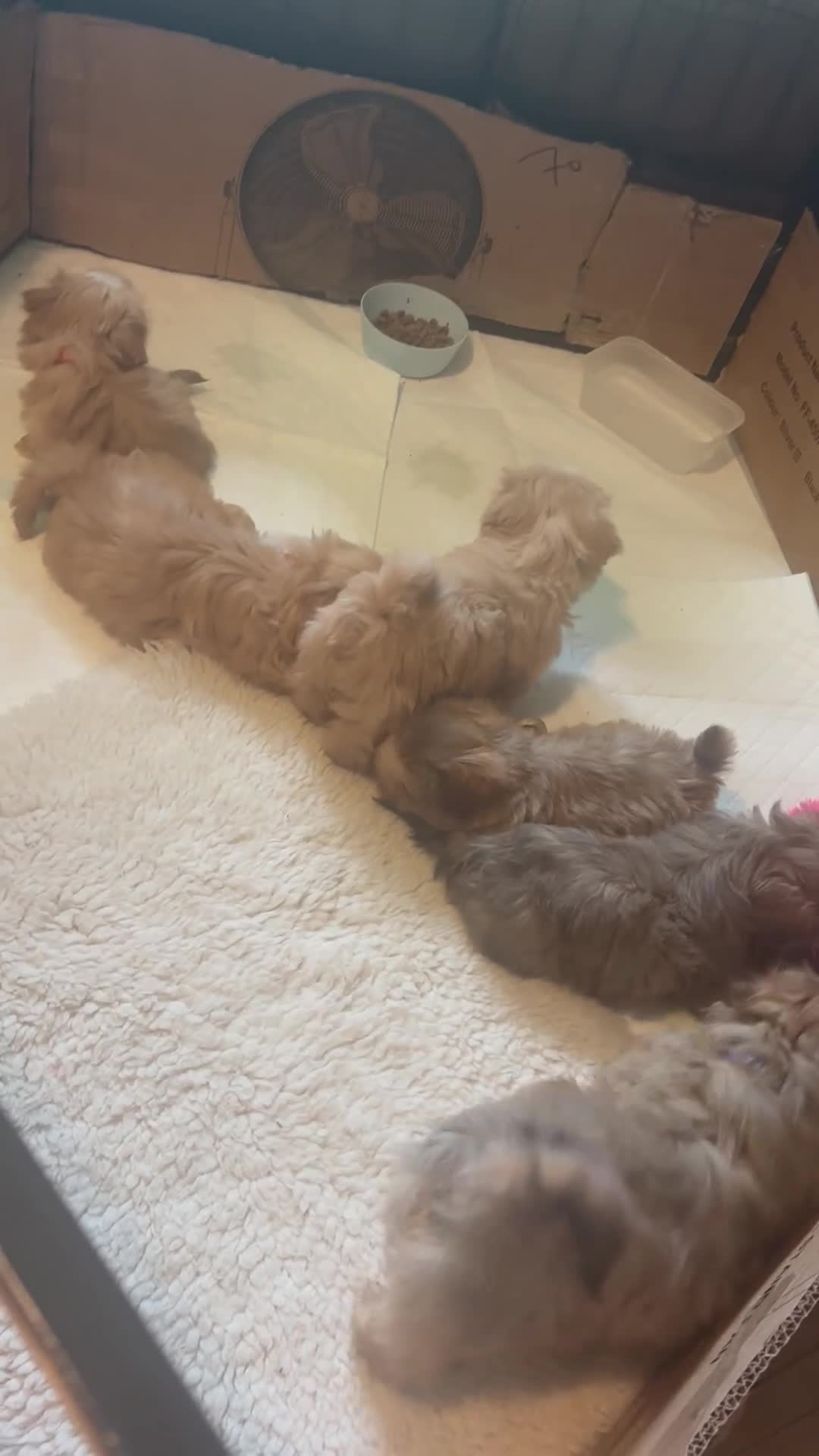 Shih Tzu dogs for sale:  Beautiful ShihTzu, open to sensible offers.  - Video 1