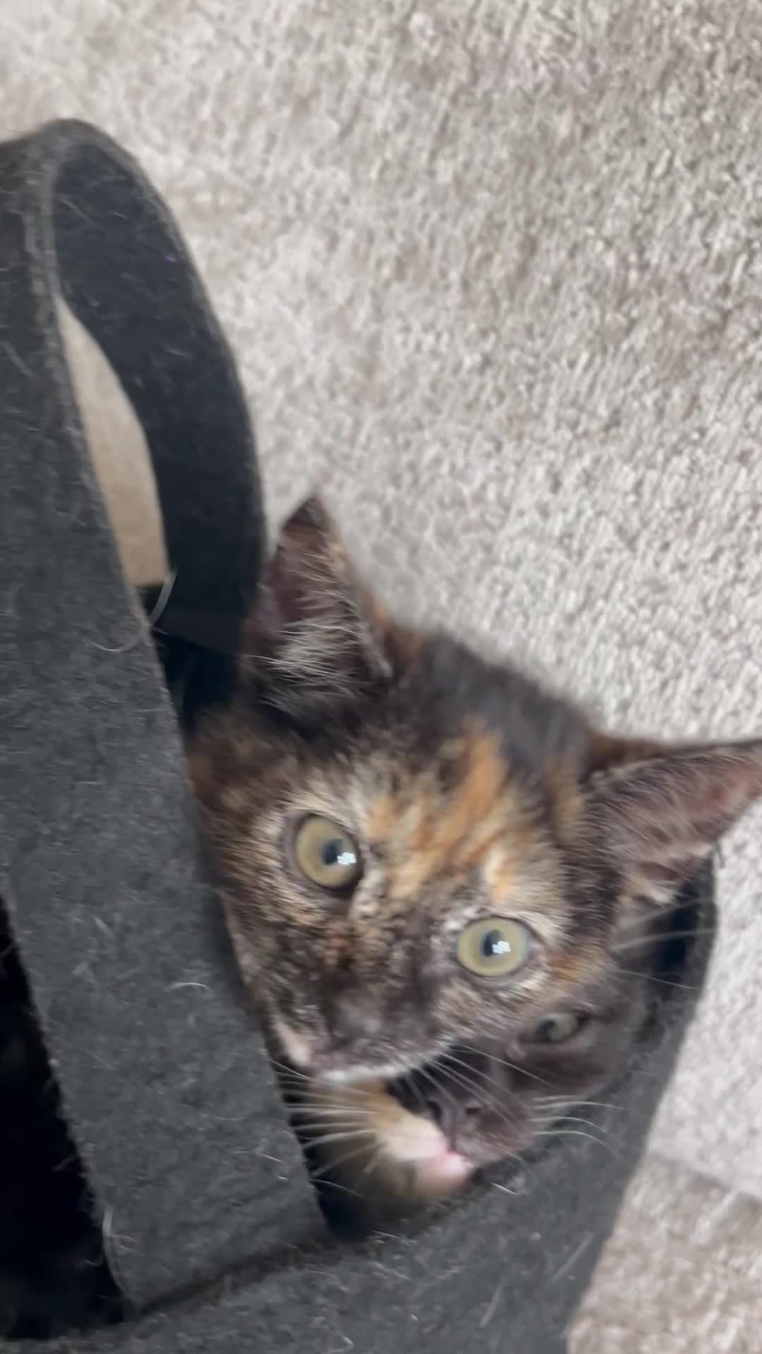 Mixed Breed cats for sale: 6 beautiful kittens ready now (4 left) - Video 1