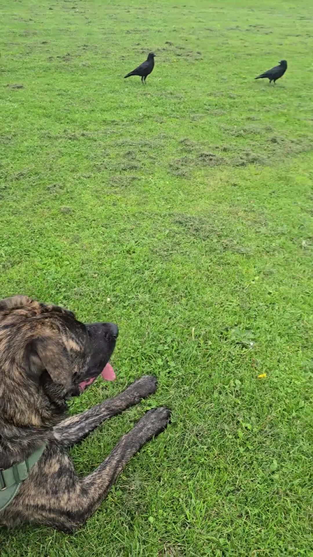 Mixed Breed dogs for sale: Looking for a new home for bear - Video 3