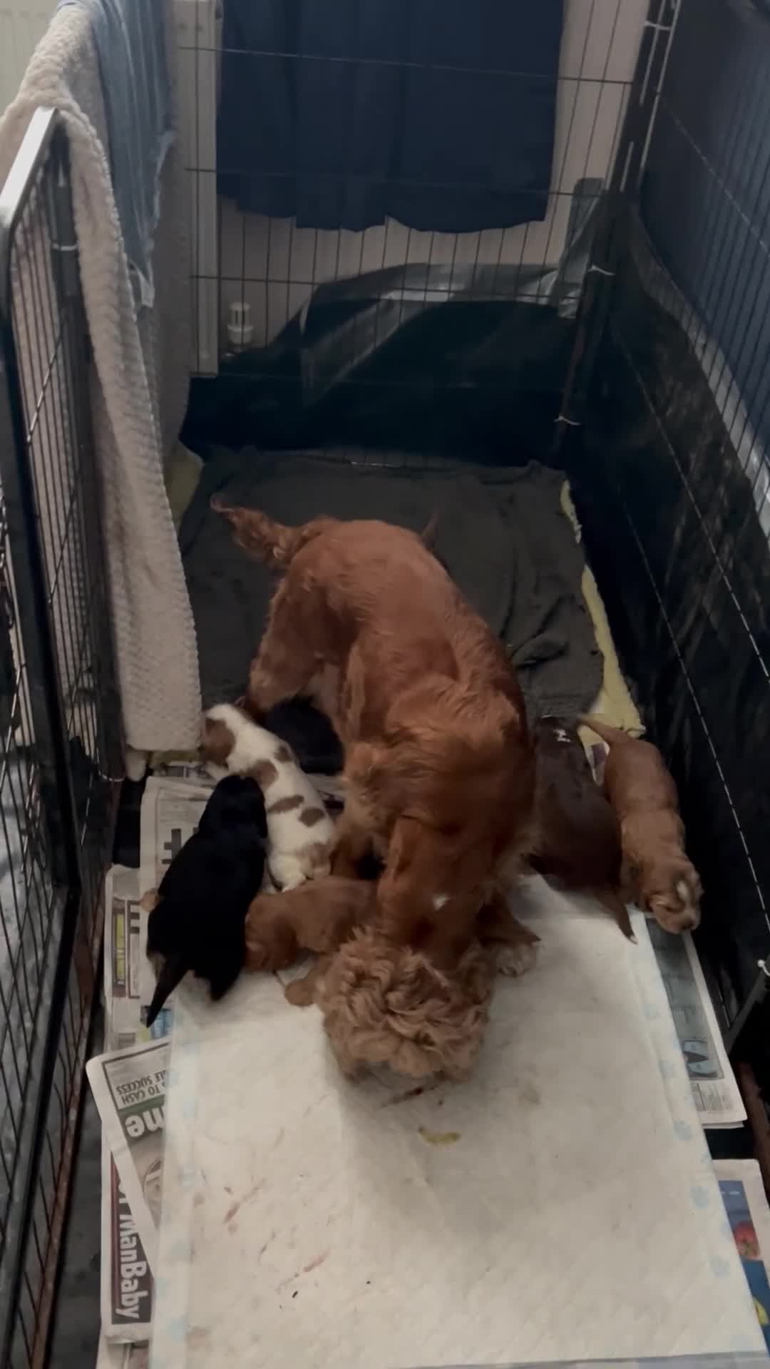 Cocker Spaniel dogs for sale: Kc reg show type cockers - Video 1