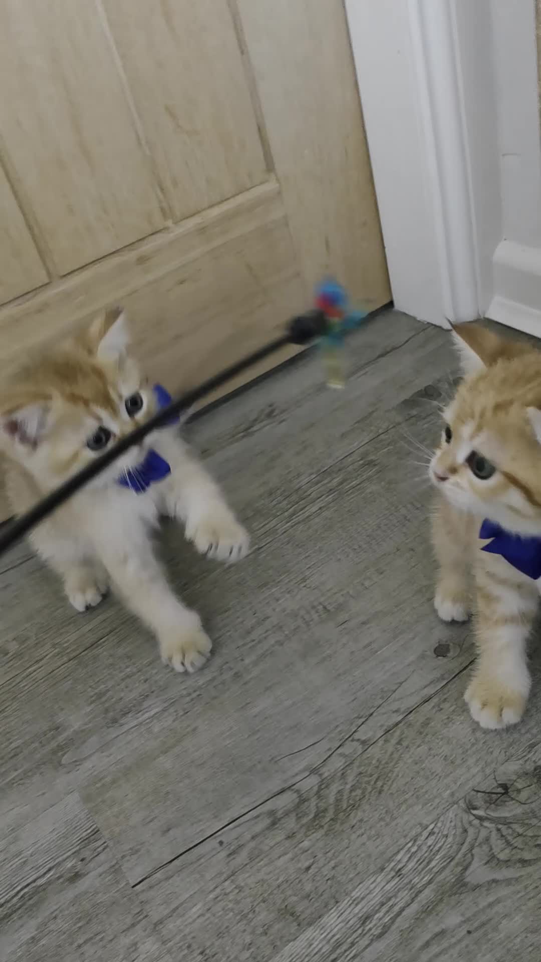 British Shorthair cats for sale: British Shorthair Golden Chinchilla Kittens - Video 2