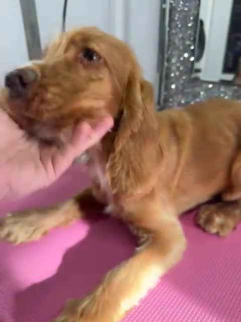 Cockapoo dogs for sale: *EXTENSIVELY HEALTH TESTED F1 SHOW COCKERPOO* - Video 2