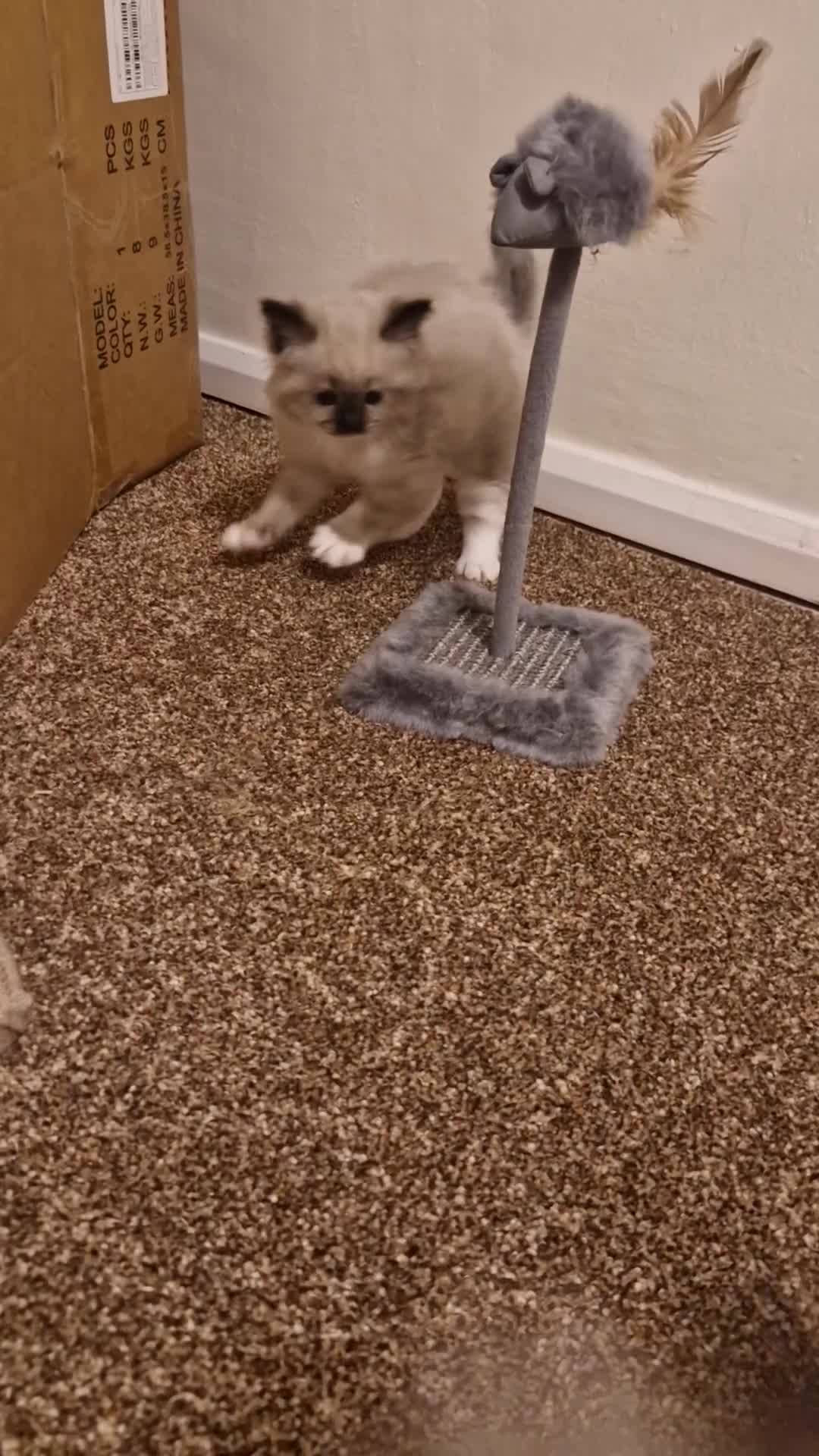 Ragdoll cats for sale: Pure-bred Ragdoll kittens in Gunnislake - Video 2
