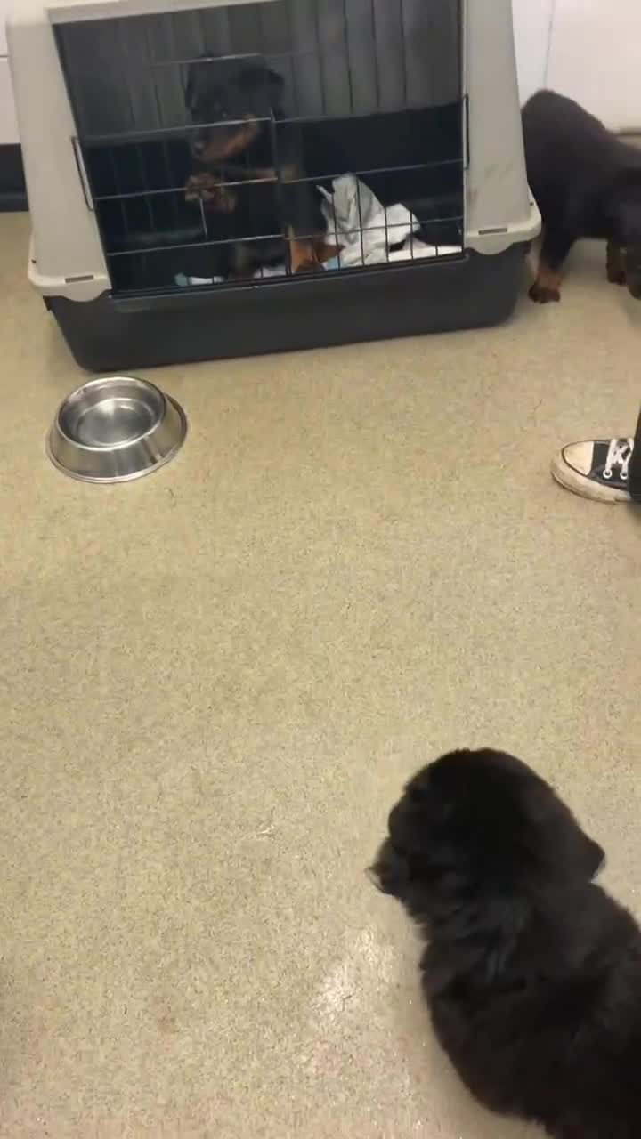 Rottweiler dogs for sale: 8 Rottweiler Pups (ONLY 2 LEFT) - Video 1