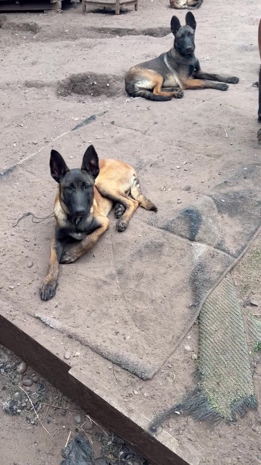 Belgian Shepherd Dog dogs for sale: Belgian malnois sheperad - Video 1