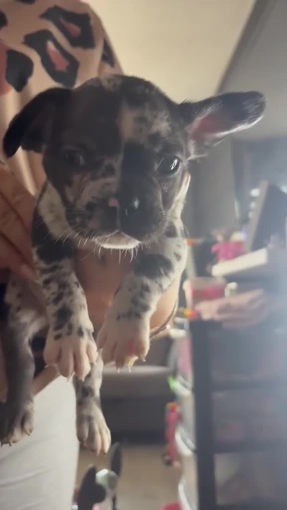 French Bulldog dogs for sale: French bull dog puppys - Video 3