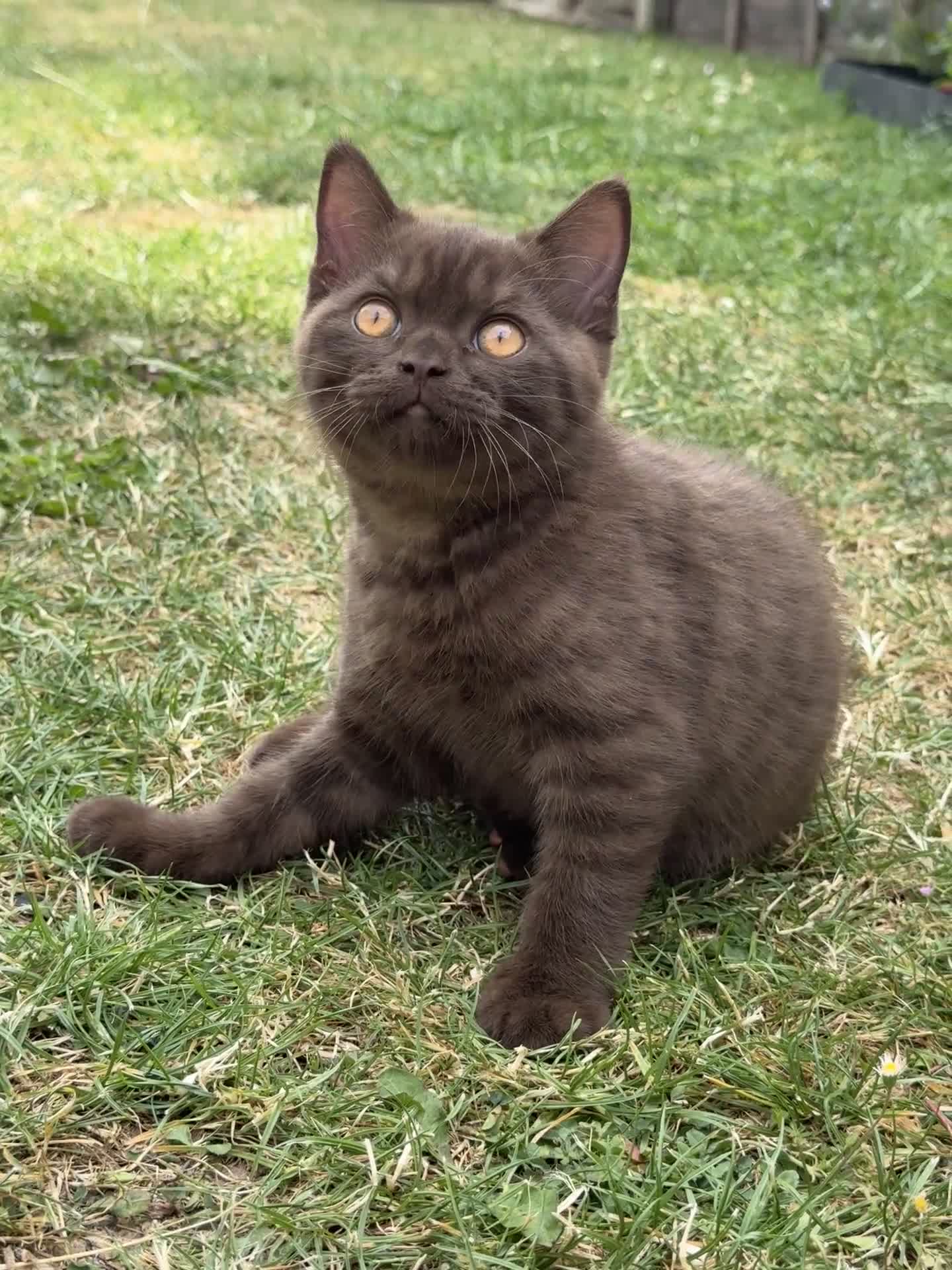 British Shorthair cats for sale:  British Brown and Liliac shorthair Kittens  - Video 3