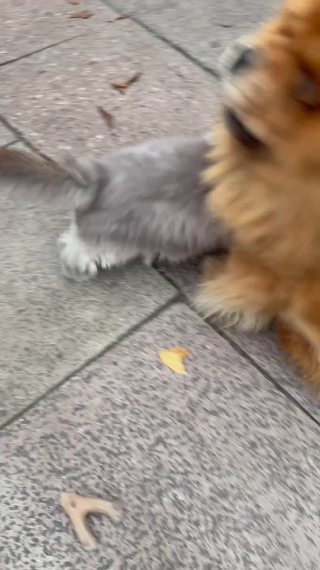 Ragdoll cats for stud: TICA/GCCF Active The famous ROMEO Blue Point STUD! in Tipton - Video 1