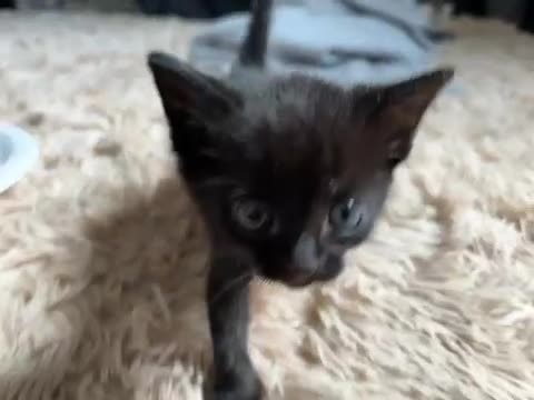 Mixed Breed cats for sale:     Healthy 7 Week Old Kittens (Ready Soon) in London - Video 2