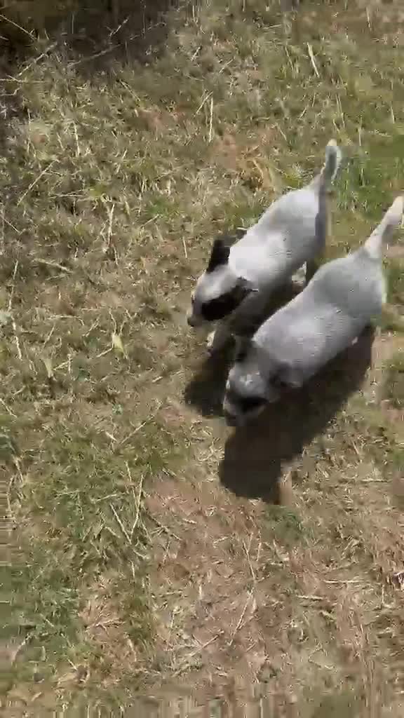 Australian Cattle Dog dogs for sale: Now reduced! Stunning cattle dogs! - Video 2