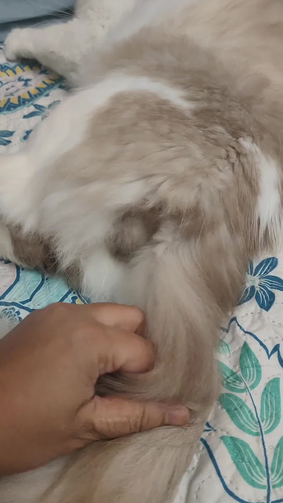 Ragdoll cats for stud: Ragdoll for Stud - Video 1