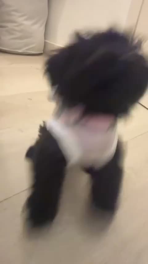 Yorkiepoo dogs for sale: Female YorkiePoo - Video 2