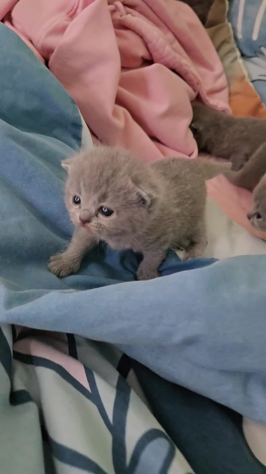 British Shorthair cats for sale: Beautiful  British Shorthair Kittens in Bournemouth - Video 1