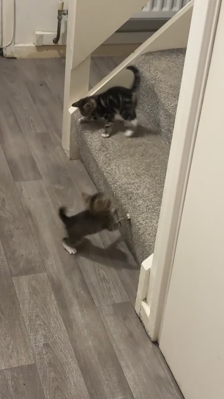 Domestic Shorthair cats for sale: 2 beautiful little tabby girls - Video 2
