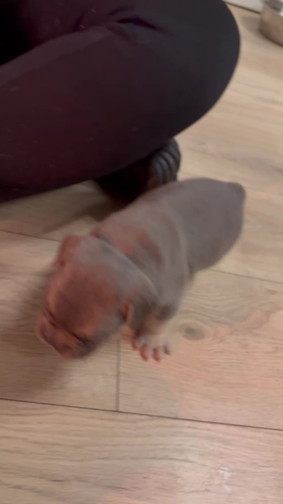 French Bulldog dogs for sale: 4 stunning French bulldogs carrying fluffy - Video 3