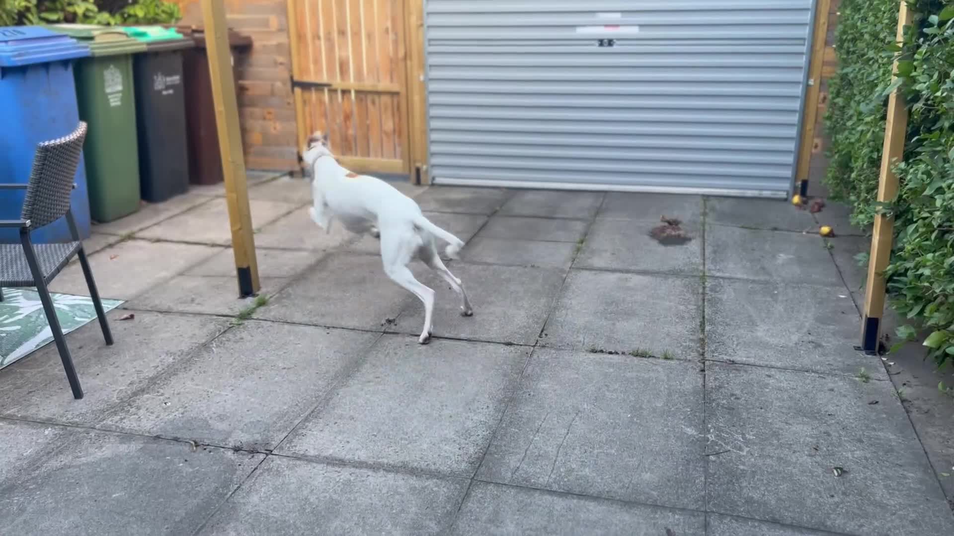 Mixed Breed dogs for sale: Goofy Loving Lurcher Poochio Needs New Home in Mansfield - Video 1