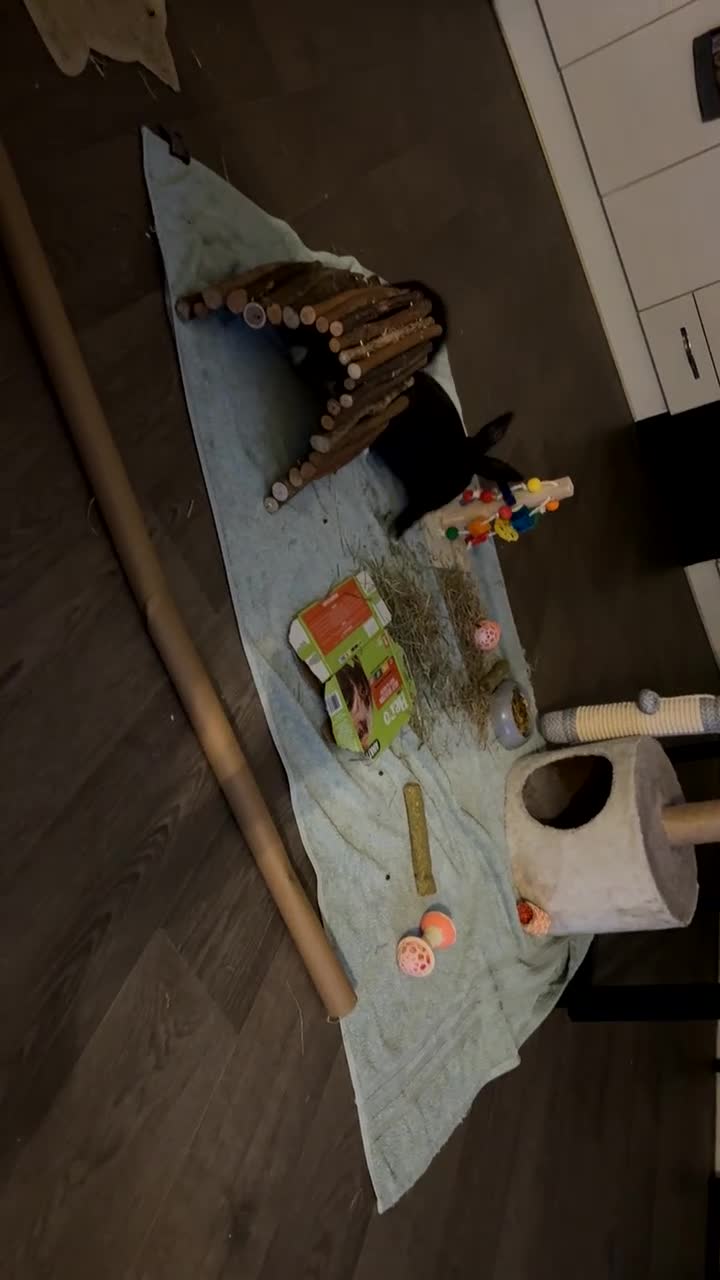 Dutch rabbits for sale: 2 indoor Dutch house rabbits  - Video 1