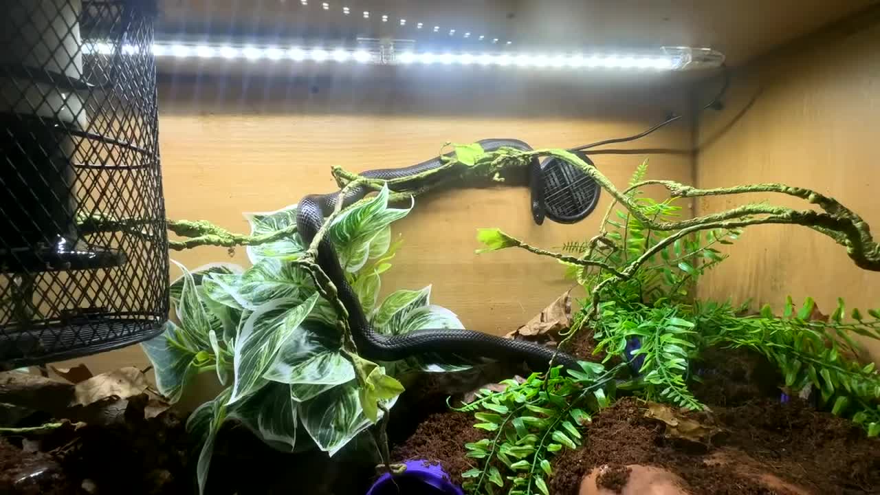 King Snake reptiles for sale: 5 Year old MBK  - Video 1