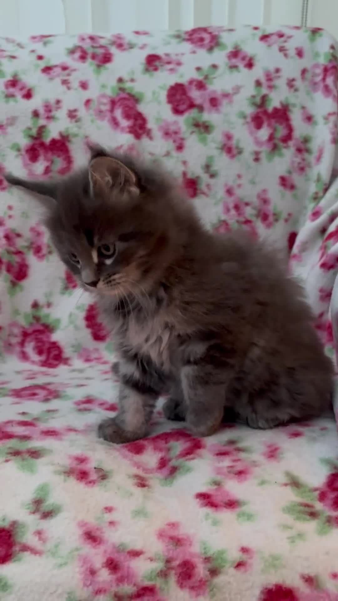 Maine Coon cats for sale: Maine Coon kittens  - Video 1