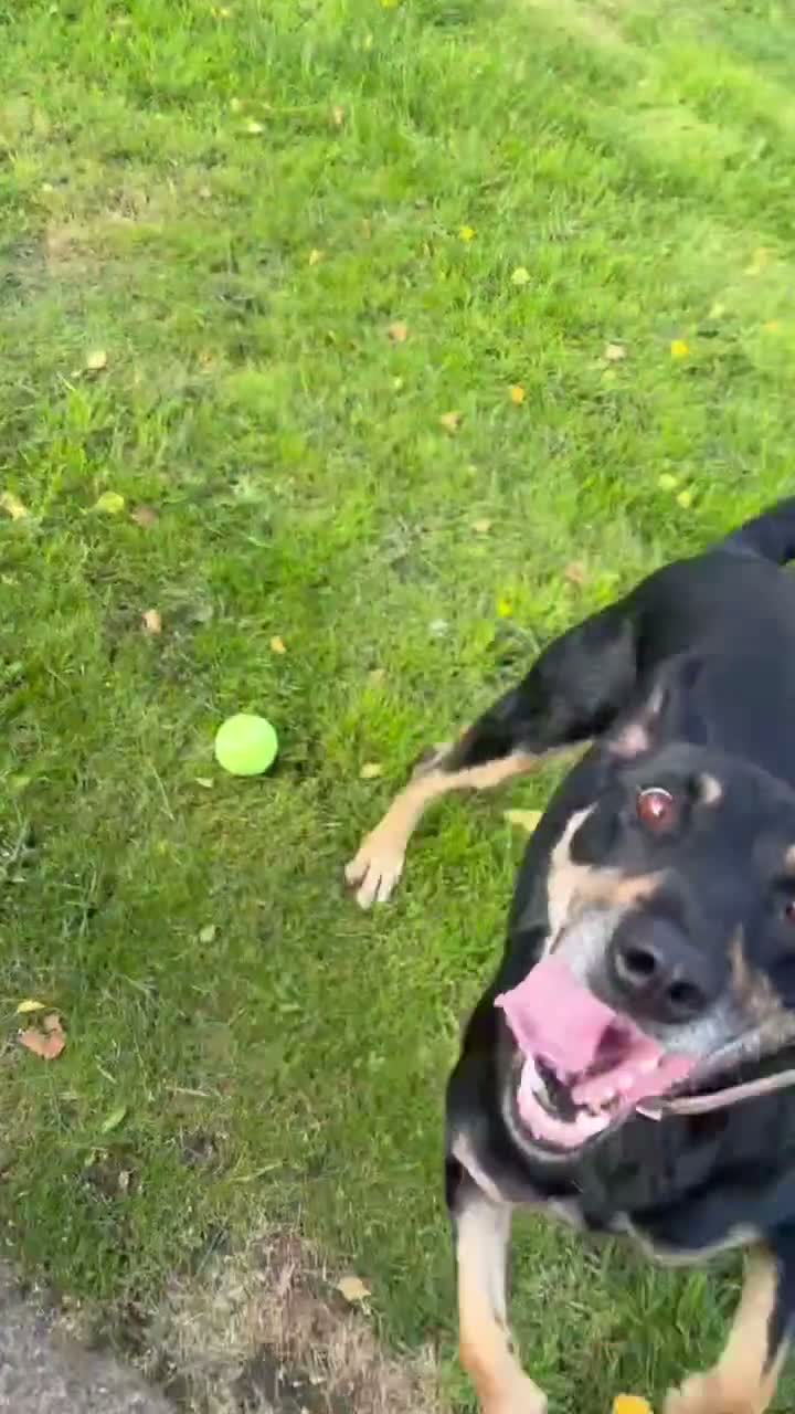 Mixed Breed dogs for adoption: MEET SORA  in Paisley - Video 1