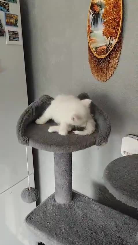 Mixed Breed cats for sale: Beautiful kittens ready for new home - Video 3