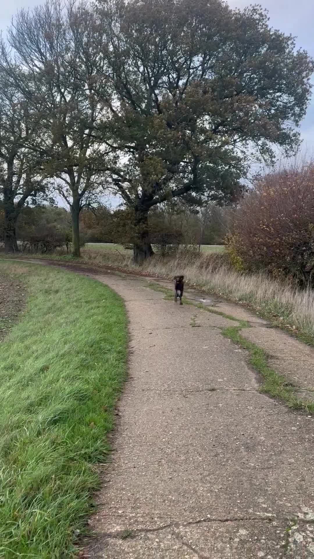 German Wirehaired Pointer dogs for sale: Male GWP pup  - Video 1