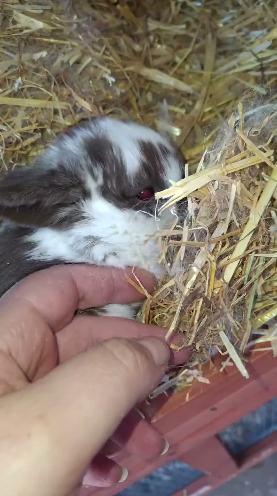Mini Lop rabbits for sale: 2 gorgeous baby bunnies for sale - Video 1